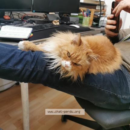 Photo 1/1 Garfield Minou Chat lost in Pessac