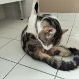 Picture of cat found at Blois