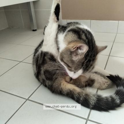 Photo 1/1 Found cat Found in Blois