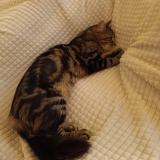 Picture of cat lost at Anglet