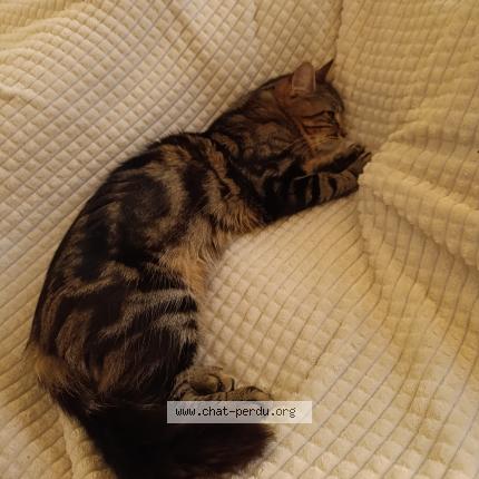 Photo 1/1 Bambou Chat lost in Anglet