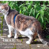 Picture of cat lost at Fontenay Sous Bois