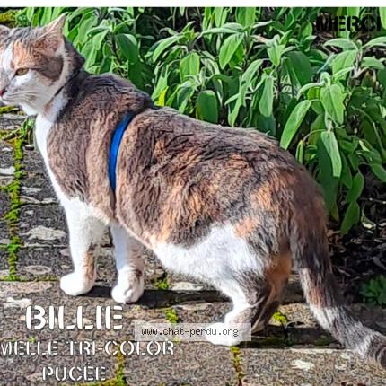 Photo 1/1 Billie Chat lost in Fontenay sous bois