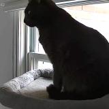 Picture of cat lost at Ville De Quebec