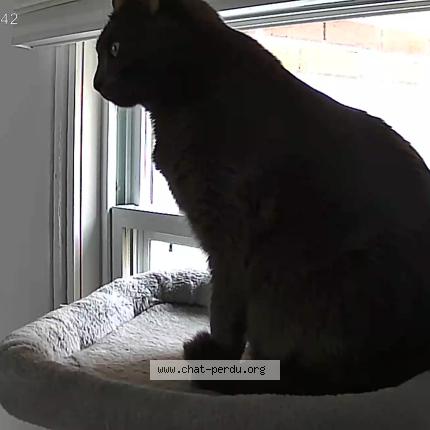 Photo 1/1 Reunited cat Lost in Ville De Quebec