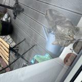 Picture of cat found at Montreuil