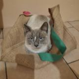 Picture of cat lost at La Villeneuve Au Chatelot