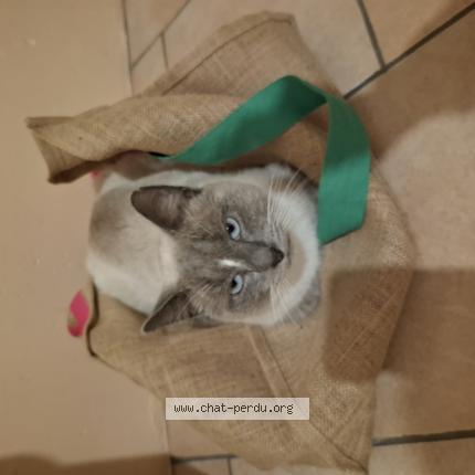 Photo 1/1 Gribouille Chat lost in La villeneuve au chatelot