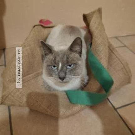 Photo 1/2 Gribouille Chat lost in La villeneuve au chatelot