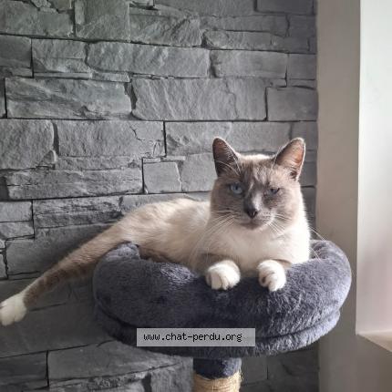 Photo 2/2 Gribouille Chat lost in La villeneuve au chatelot