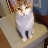 Picture of cat lost at Nice