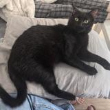 Picture of cat lost at Malakoff