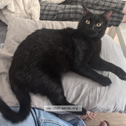 Photo 1/1 Chabada Chat lost in Malakoff