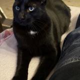 Picture of cat lost at Marseille