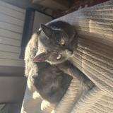 Picture of cat lost at Nimes