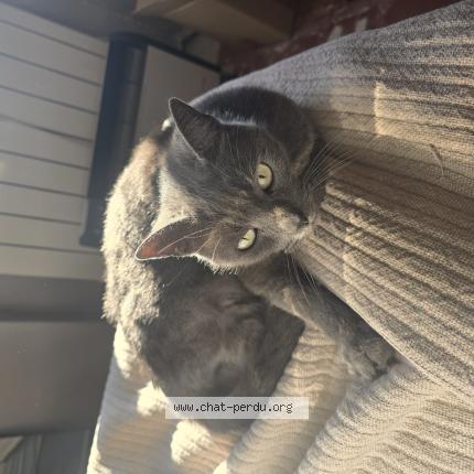 Photo 1/1 Pistache Chat lost in Nimes