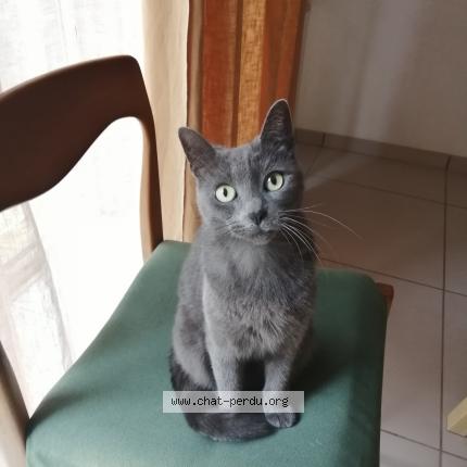 Photo 2/2 Pistache Chat lost in Nimes