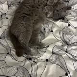 Picture of cat lost at Garges Les Gonesse