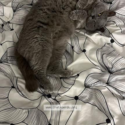 Photo 1/1 AOUDIA Neko Chat lost in Garges les gonesse