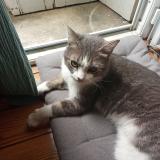 Picture of cat found at Bordeaux