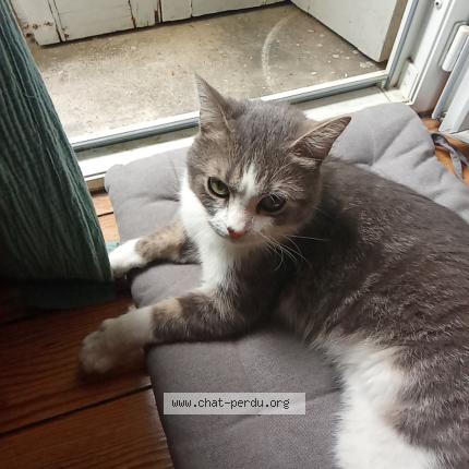 Photo 1/1 Found cat Found in Bordeaux