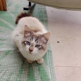 Picture of cat found at Izon