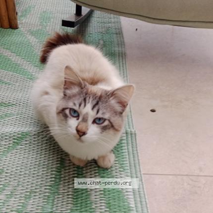 Photo 1/1 Found cat Found in Izon