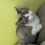 Picture of cat lost at Eberbach