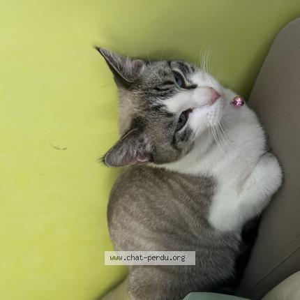 Photo 1/1 Alaska Chat lost in Eberbach