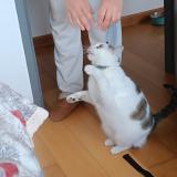 Picture of cat lost at Pau