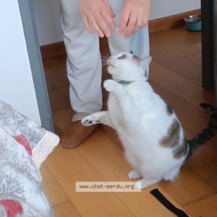 Photo 1/1 Simba Chat lost in Pau