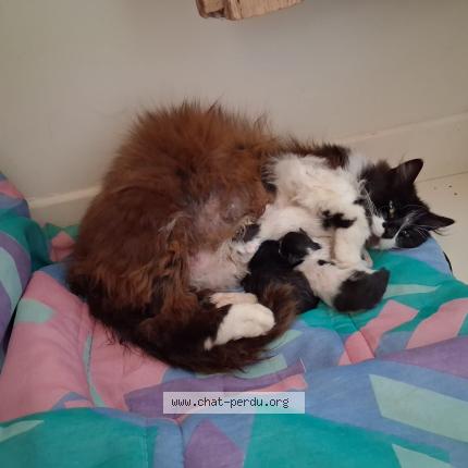 Photo 1/1 Found cat Found in Binic etables sur mer binic