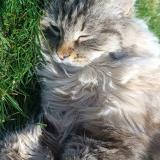 Picture of cat lost at Saint Trojan Les Bains