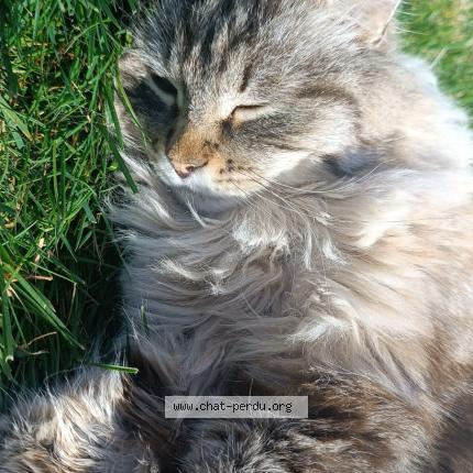 Photo 1/1 Tic Chat lost in Saint trojan les bains