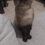 Picture of cat lost at Perenchies