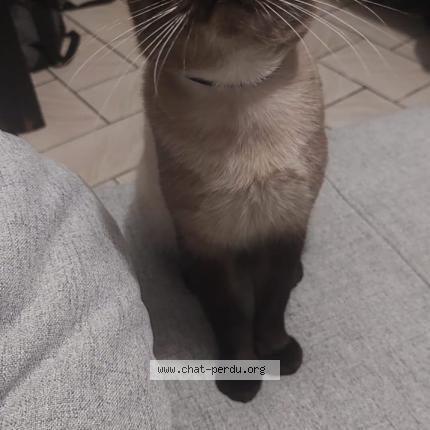 Photo 1/1 Muchmuch Chat lost in Perenchies