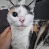 Picture of cat lost at Lambersart