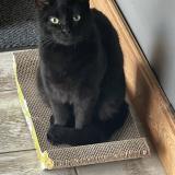 Picture of cat lost at Villaudric