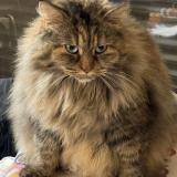 Picture of cat lost at Saint Clement De Riviere