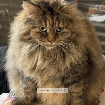 Photo 1/1 Iris Chat lost in Saint clement de riviere