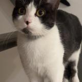 Picture of cat lost at Provins