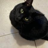 Picture of cat lost at Saint Maur Des Fosses