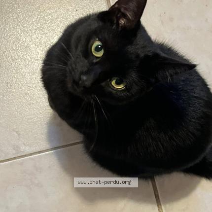 Photo 1/1 Stiko Chat lost in Saint maur des fosses