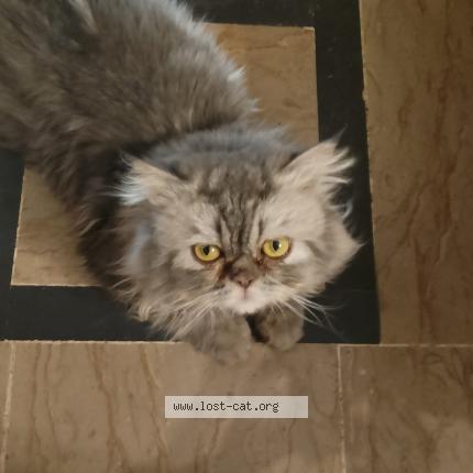 Photo 1/1 Smoke Chat lost in Karachi