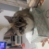 Picture of cat lost at Fonsorbes