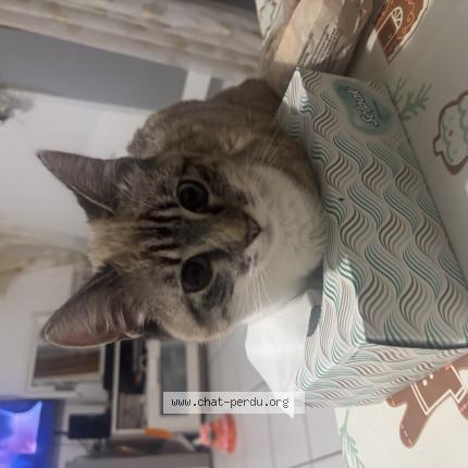 Photo 1/1 Leyna Chat lost in Fonsorbes