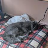 Picture of cat lost at Saint Jean Sur Richelieu