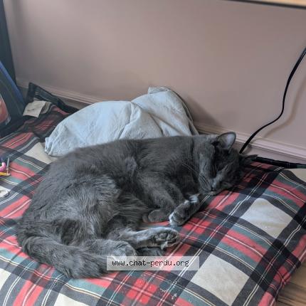 Photo 1/1 Clara Arnaudin Chat lost in Saint jean sur richelieu