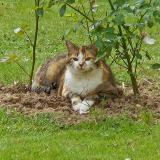 Picture of cat lost at Paimpont