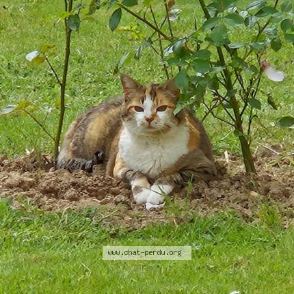 Photo 1/3 issia Chat lost in Paimpont